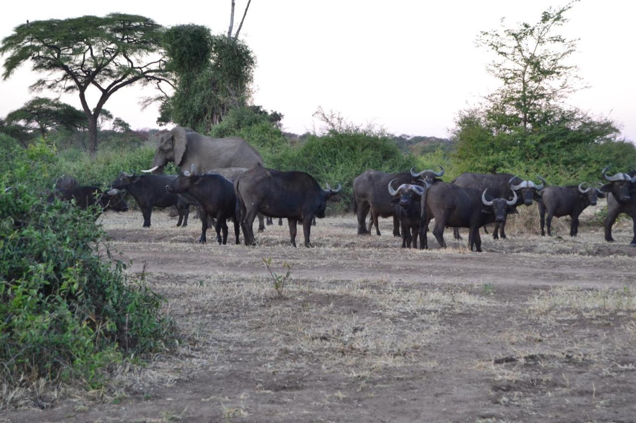 Chobe Sunset Chalets Lesoma ภายนอก รูปภาพ