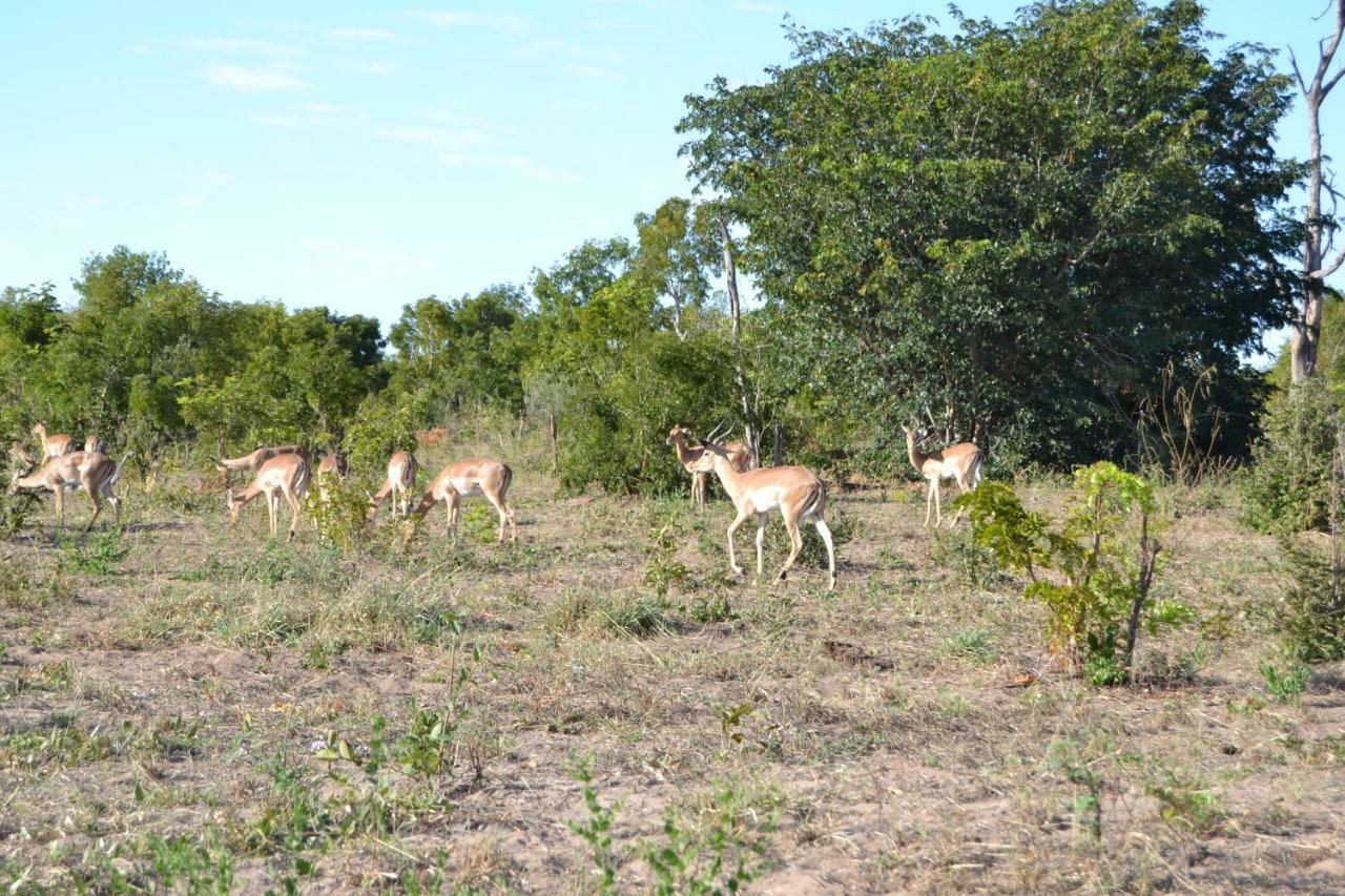 Chobe Sunset Chalets Lesoma ภายนอก รูปภาพ