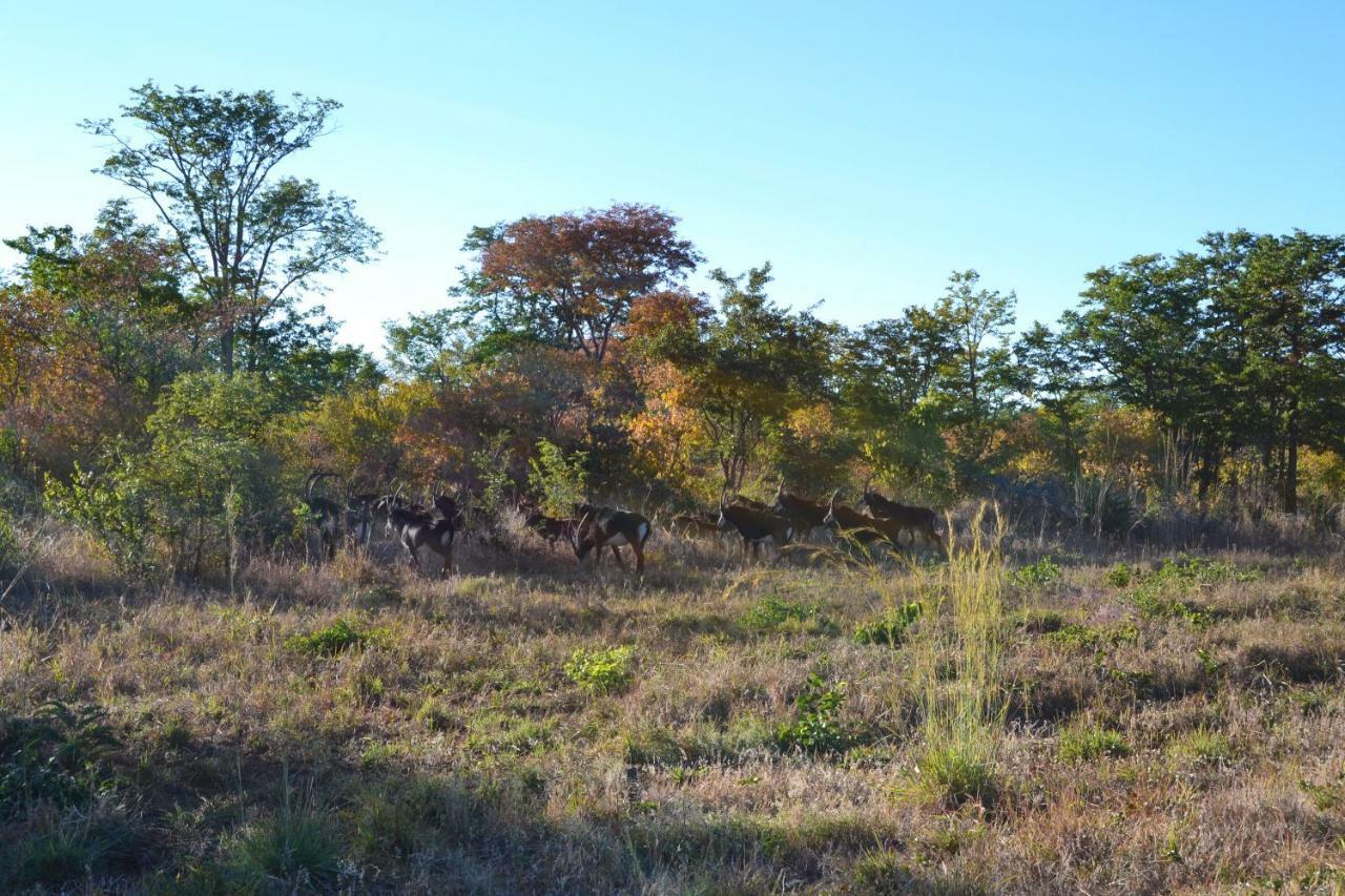 Chobe Sunset Chalets Lesoma ภายนอก รูปภาพ