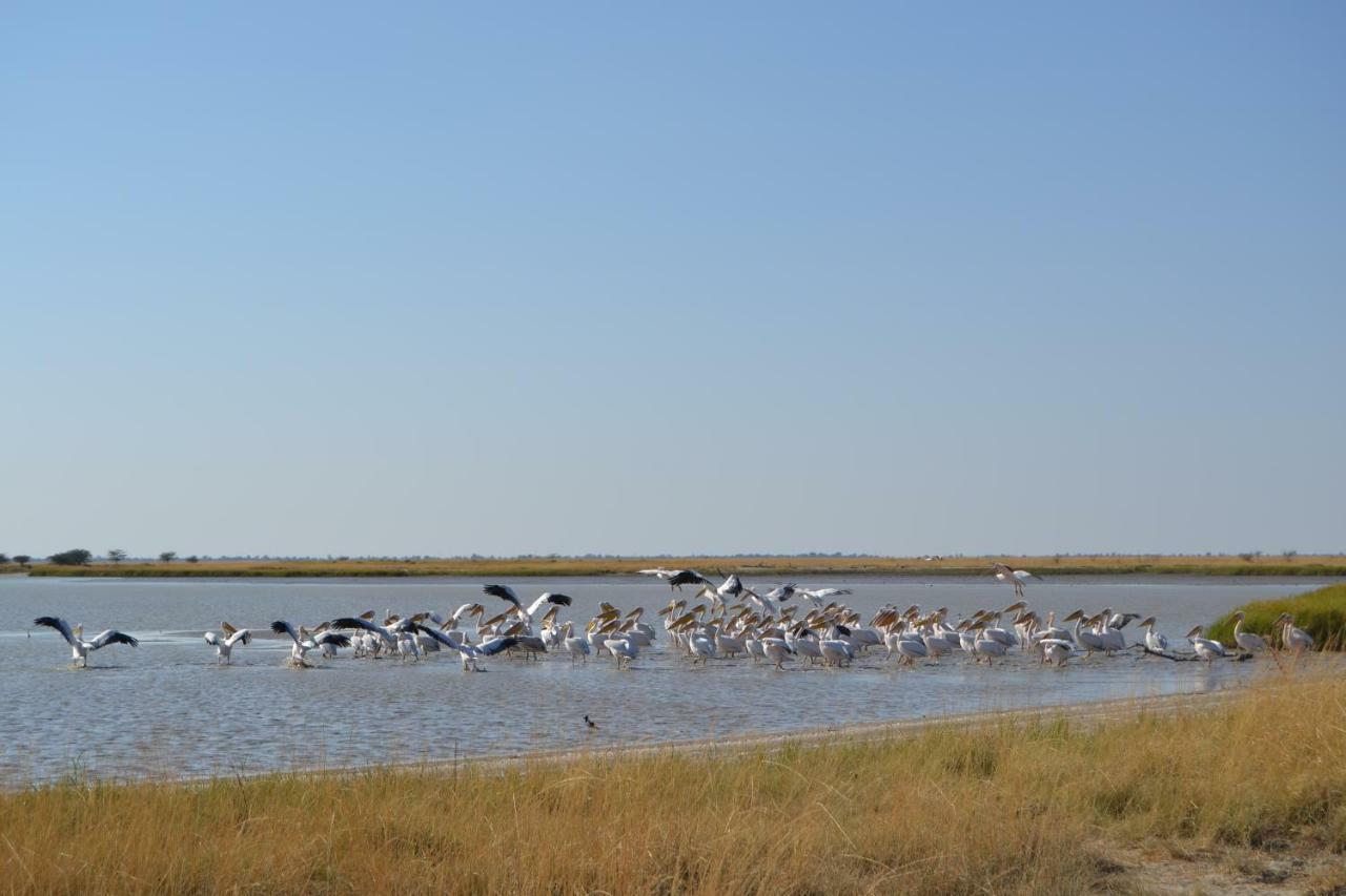 Chobe Sunset Chalets Lesoma ภายนอก รูปภาพ